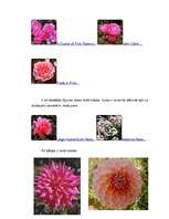 Referāts 'Rozā krāsa', 8.