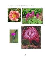 Referāts 'Rozā krāsa', 9.