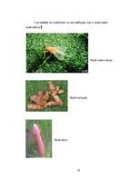 Referāts 'Rozā krāsa', 10.