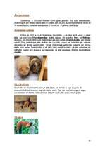 Referāts 'Dienvidamerika', 10.