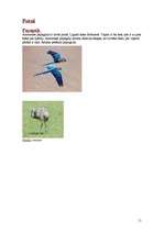 Referāts 'Dienvidamerika', 11.