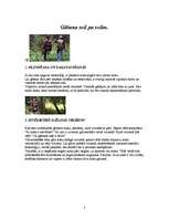 Referāts 'Koku gāšana, atzarošana un sagarumošana', 3.