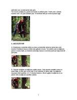 Referāts 'Koku gāšana, atzarošana un sagarumošana', 5.