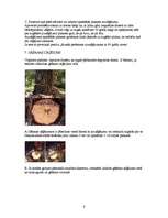 Referāts 'Koku gāšana, atzarošana un sagarumošana', 6.