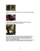 Referāts 'Koku gāšana, atzarošana un sagarumošana', 7.