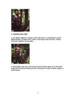 Referāts 'Koku gāšana, atzarošana un sagarumošana', 8.