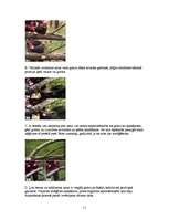 Referāts 'Koku gāšana, atzarošana un sagarumošana', 11.