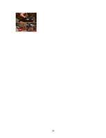 Referāts 'Koku gāšana, atzarošana un sagarumošana', 16.