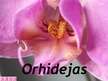 Prezentācija 'Orhidejas', 1.