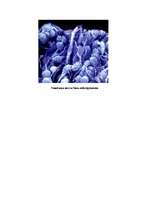 Konspekts 'Fraktāļi', 6.