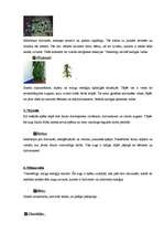 Referāts 'Telpaugu neredzamā enerģija', 5.