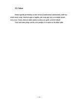 Referāts 'Sengrieķu slavenākās kaujas', 18.