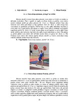 Diplomdarbs 'Kāju muskulatūras ātrspēka attīstīšana ar svarbumbu sporta līdzekļiem', 58.