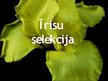 Prezentācija 'Īrisu selekcija', 1.