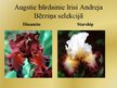 Prezentācija 'Īrisu selekcija', 14.