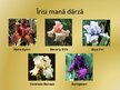 Prezentācija 'Īrisu selekcija', 21.
