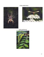 Prezentācija 'Ģeometriskie pārveidojumi mākslā, dabā, arhitektūrā', 15.