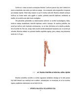 Referāts 'Sporta masāža', 11.