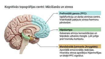 Prezentācija 'Kā stress un akadēmiskā spriedze ietekmē studentu smadzeņu plastiskumu', 3.