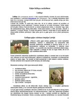 Prakses atskaite 'Lauksaimniecība', 13.