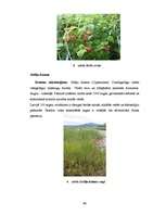 Diplomdarbs 'Ķūžu ezera piekrastes veģetācijas izmaiņas holocēnā', 46.