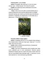 Diplomdarbs 'Ķūžu ezera piekrastes veģetācijas izmaiņas holocēnā', 47.