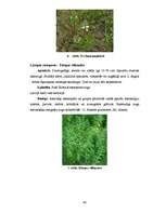 Diplomdarbs 'Ķūžu ezera piekrastes veģetācijas izmaiņas holocēnā', 48.