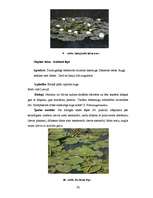 Diplomdarbs 'Ķūžu ezera piekrastes veģetācijas izmaiņas holocēnā', 50.