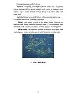 Diplomdarbs 'Ķūžu ezera piekrastes veģetācijas izmaiņas holocēnā', 51.