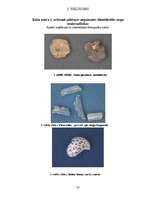 Diplomdarbs 'Ķūžu ezera piekrastes veģetācijas izmaiņas holocēnā', 52.