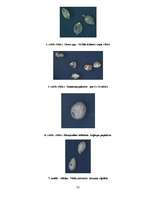 Diplomdarbs 'Ķūžu ezera piekrastes veģetācijas izmaiņas holocēnā', 53.