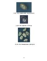 Diplomdarbs 'Ķūžu ezera piekrastes veģetācijas izmaiņas holocēnā', 54.