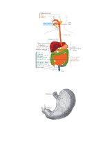 Referāts 'Kuņģa čūla', 10.