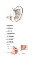 Referāts 'Kuņģa čūla', 11.