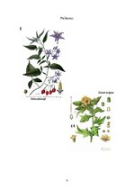 Referāts 'Nakteņu dzimtas augu daudzveidība', 9.