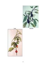 Referāts 'Nakteņu dzimtas augu daudzveidība', 11.