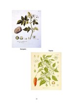 Referāts 'Nakteņu dzimtas augu daudzveidība', 12.