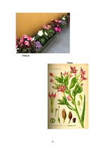 Referāts 'Nakteņu dzimtas augu daudzveidība', 13.