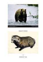 Referāts 'Latvijas plēsīgie dzīvnieki', 27.