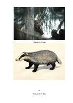 Referāts 'Latvijas plēsīgie dzīvnieki', 28.