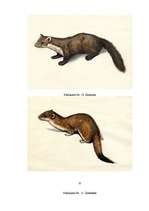 Referāts 'Latvijas plēsīgie dzīvnieki', 30.