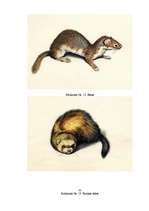 Referāts 'Latvijas plēsīgie dzīvnieki', 31.