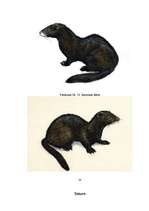 Referāts 'Latvijas plēsīgie dzīvnieki', 32.