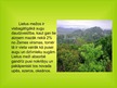 Prezentācija 'Tropu mežu izciršana', 4.