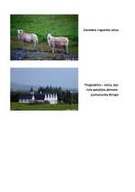 Referāts 'Islande', 7.