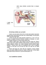 Konspekts 'Auss uzbūve, infraskaņa, ultraskaņa', 4.