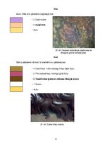 Diplomdarbs 'Sakrālās skulptūras pirmsrestaurācijas izpēte: tēla atribūcija un materiālu izpē', 33.