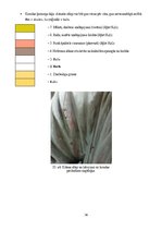 Diplomdarbs 'Sakrālās skulptūras pirmsrestaurācijas izpēte: tēla atribūcija un materiālu izpē', 36.