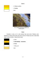 Diplomdarbs 'Sakrālās skulptūras pirmsrestaurācijas izpēte: tēla atribūcija un materiālu izpē', 37.