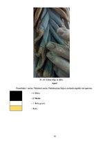 Diplomdarbs 'Sakrālās skulptūras pirmsrestaurācijas izpēte: tēla atribūcija un materiālu izpē', 39.